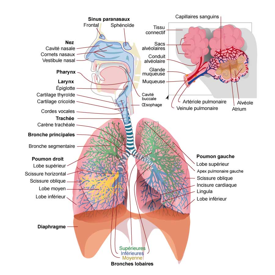 Anatomie De L Appareil Respiratoire Humain TXVU Anatomie De L Appareil Respiratoire Humain TXVU