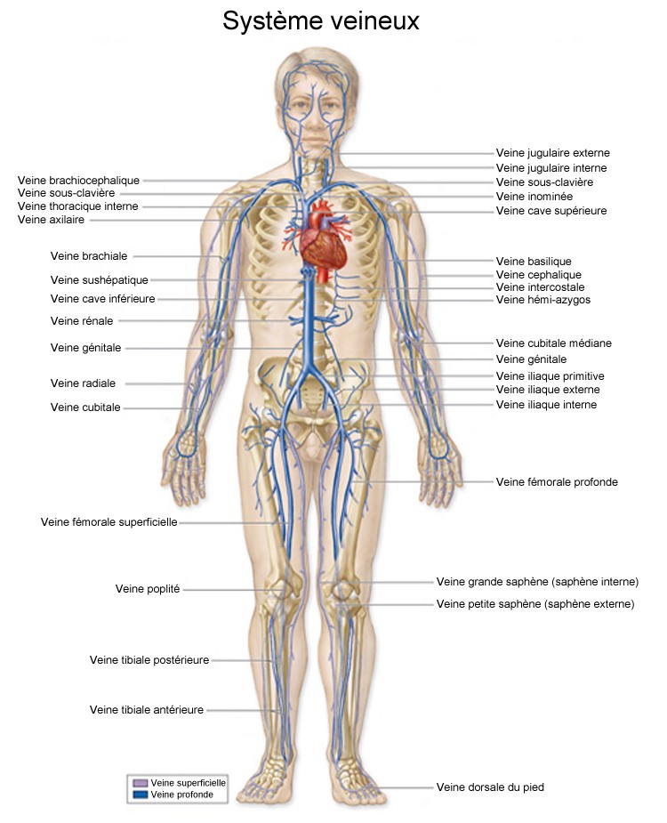 Main : anatomie, schéma, os, maladies, examens