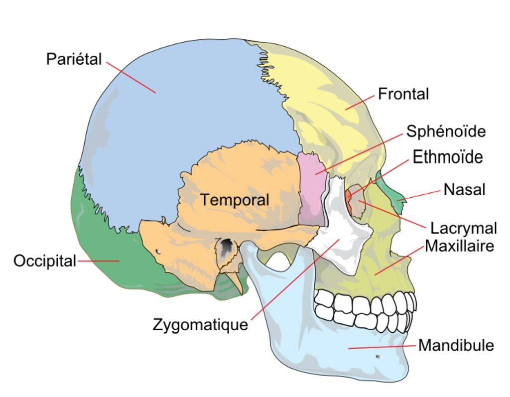 Planches anatomiques Le crâne humain