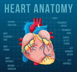 Heart anatomy