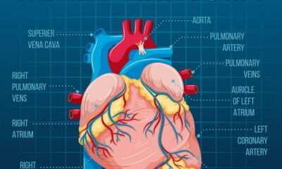 Heart anatomy