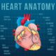 Heart anatomy