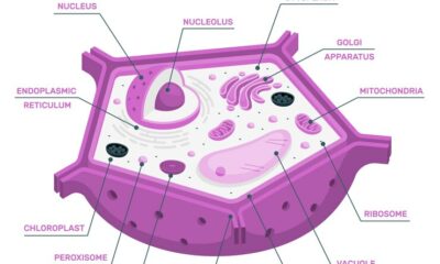 Cell description and function