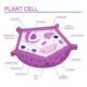 Cell description and function